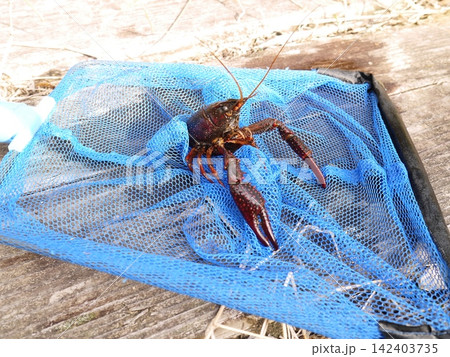 用水路にいたアメリカザリガニ 用水路にいたアメリカザリガニ 142403735