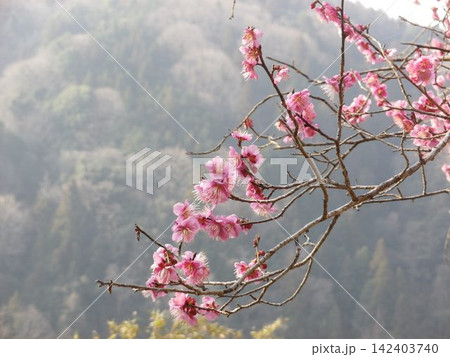 月ケ瀬の梅の花 月ケ瀬の梅の花 142403740