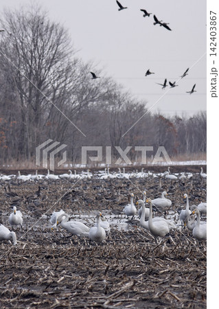 風景 群れ オオハクチョウ マガン 風景 群れ オオハクチョウ マガン 142403867