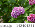 ピンクがかった紫の紫陽花 142404231