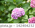 ピンクがかった紫の紫陽花 142404232