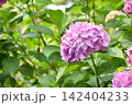 ピンクがかった紫の紫陽花 142404233