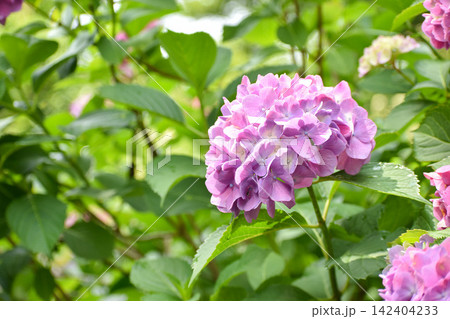ピンクがかった紫の紫陽花 ピンクがかった紫の紫陽花 142404233