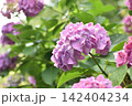 ピンクがかった紫の紫陽花 142404234