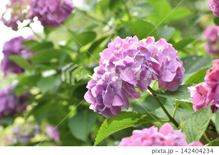 ピンクがかった紫の紫陽花 142404234