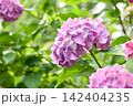 ピンクがかった紫の紫陽花 142404235