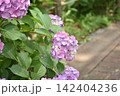 ピンクがかった紫の紫陽花 142404236