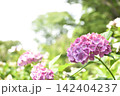ピンクがかった紫の紫陽花 142404237