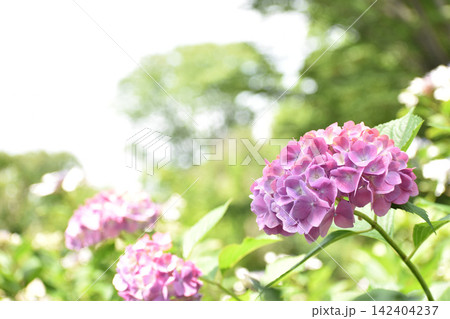 ピンクがかった紫の紫陽花 ピンクがかった紫の紫陽花 142404237