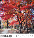 紅葉　武田の杜　トレッキング 142404278