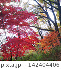 紅葉　武田の杜　トレッキング 142404406