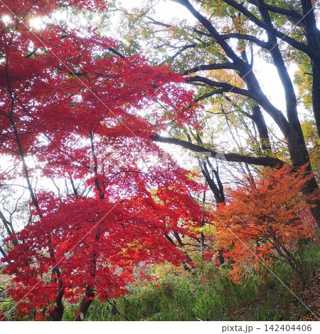 紅葉　武田の杜　トレッキング 142404406