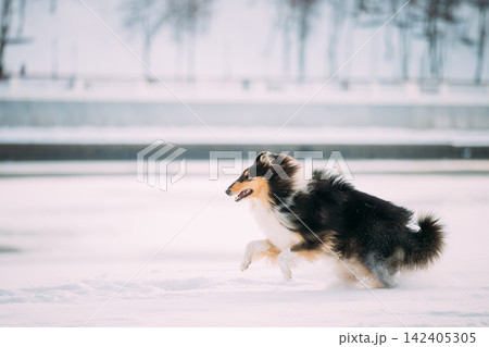 Rough Collie Funny Scottish Collie, Long-Haired Collie, English Collie, Lassie Dog Fast Running Outdoor In Snowy Park At Winter Day. Active Dog Play In Snow Snowdrift. Playful Pet Outdoors. Rough Collie Funny Scottish Collie, Long-Haired Collie, English Collie, Lassie Dog Fast Running Outdoor In Snowy Park At Winter Day. Active Dog Play In Snow Snowdrift. Playful Pet Outdoors. 142405305