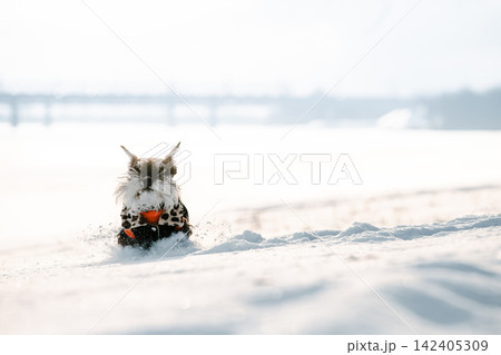 Miniature Schnauzer Dog Or Zwergschnauzer Sitting In Outfit Playing Fast Running In Snow At Winter Day Miniature Schnauzer Dog Or Zwergschnauzer Sitting In Outfit Playing Fast Running In Snow At Winter Day 142405309
