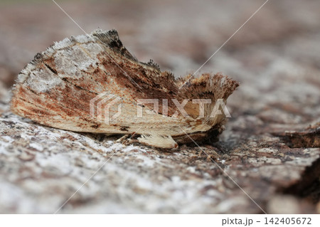 Detailed closeup on a maple prominent moth Ptilodon cucullina, sitting on wood Detailed closeup on a maple prominent moth Ptilodon cucullina, sitting on wood 142405672