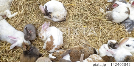 A group of fluffy rabbits of different breeds and colors resting comfortably on a dry hay bed. View from above of many domestic bunnies huddling together in a barn or farm environment. A group of fluffy rabbits of different breeds and colors resting comfortably on a dry hay bed. View from above of many domestic bunnies huddling together in a barn or farm environment. 142405845