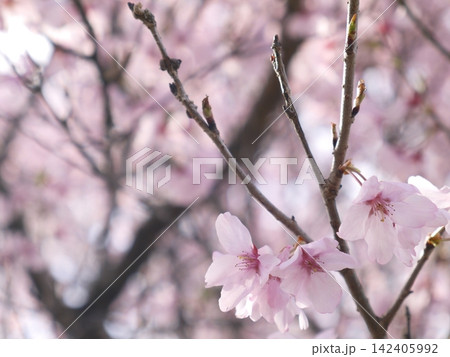 可愛い桜の花 142405992