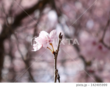 可愛い桜の花 可愛い桜の花 142405999