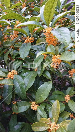 キンモクセイの花、黄色い花 142406052