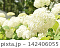 真っ白なアジサイ　アナベル 142406055