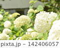 真っ白なアジサイ　アナベル 142406057