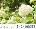 真っ白なアジサイ　アナベル 142406058