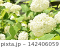 真っ白なアジサイ　アナベル 142406059
