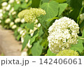 真っ白なアジサイ　アナベル 142406061