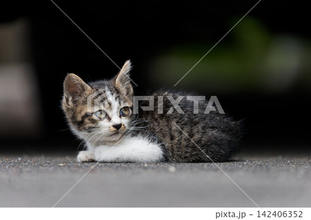 頭身が低くてかわいいキジトラ柄とぶち猫柄の野良猫 頭身が低くてかわいいキジトラ柄とぶち猫柄の野良猫 142406352
