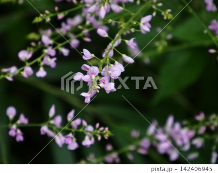 フジカンゾウの花模様 142406945