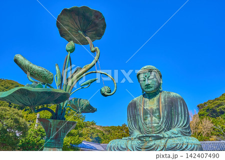 秋の神奈川県鎌倉市の鎌倉大仏と蓮の花 秋の神奈川県鎌倉市の鎌倉大仏と蓮の花 142407490