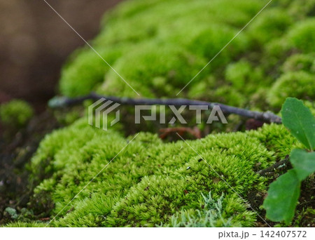 鮮やかな緑色の苔むした質感を捉えたクローズアップ風景 鮮やかな緑色の苔むした質感を捉えたクローズアップ風景 142407572