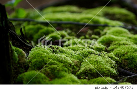 豊かな緑が広がる苔むした地面のクローズアップ風景 豊かな緑が広がる苔むした地面のクローズアップ風景 142407573