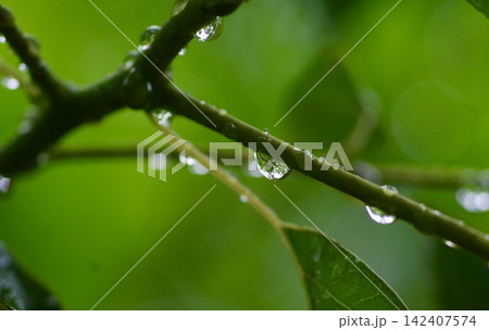雨粒を宿し瑞々しく輝く木の枝と新緑の情景 雨粒を宿し瑞々しく輝く木の枝と新緑の情景 142407574