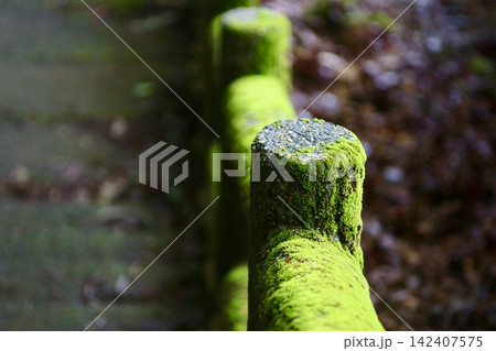 鮮やかな緑の苔に覆われた木道の手すり 鮮やかな緑の苔に覆われた木道の手すり 142407575
