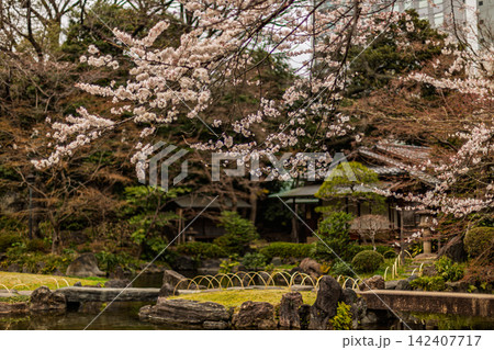 満開の桜の枝越しに望む神池庭園の石橋と温もりある茶室風景 2024年3月 142407717