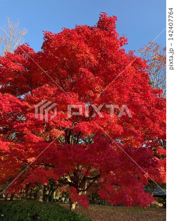 青空に映える鮮やかな赤い紅葉が彩る公園の秋景色 青空に映える鮮やかな赤い紅葉が彩る公園の秋景色 142407764
