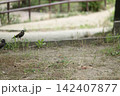 日常のワンシーン～ムクドリ～ 142407877