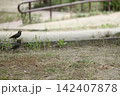 日常のワンシーン～ムクドリ～ 142407878