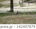 日常のワンシーン～ムクドリ～ 142407879