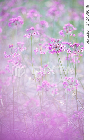 ラッキョウの花 (鳥取県北栄町産) ラッキョウの花 (鳥取県北栄町産) 142408046