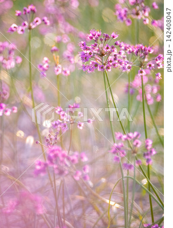 ラッキョウの花 (鳥取県北栄町産) ラッキョウの花 (鳥取県北栄町産) 142408047