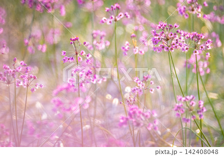 ラッキョウの花 (鳥取県北栄町産) ラッキョウの花 (鳥取県北栄町産) 142408048