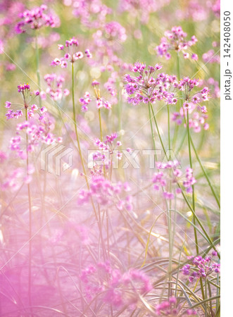 ラッキョウの花 (鳥取県北栄町産) ラッキョウの花 (鳥取県北栄町産) 142408050