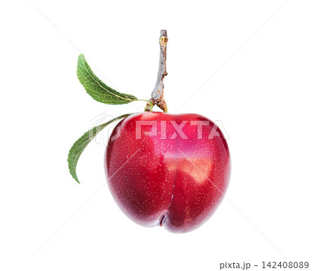 Ripe plum gleams with natural shine. Smooth skin reflects soft studio lighting. Tiny speckles dot its rich, deep red hue. Two green leaves attach to short, woody stem Ripe plum gleams with natural shine. Smooth skin reflects soft studio lighting. Tiny speckles dot its rich, deep red hue. Two green leaves attach to short, woody stem 142408089