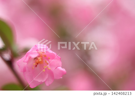 満開の桜と花びら 142408213