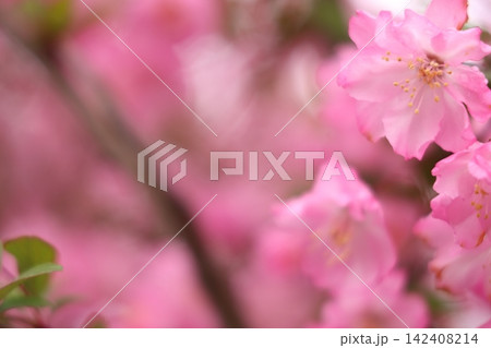 満開の桜と花びら 満開の桜と花びら 142408214