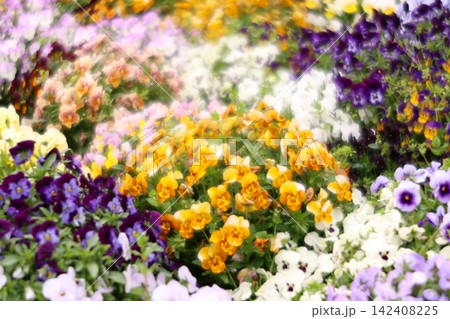 カラフルなパンジーの花 カラフルなパンジーの花 142408225