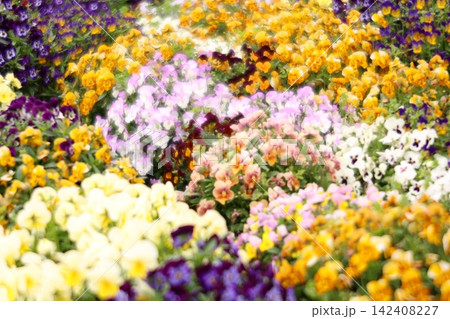 カラフルなパンジーの花 カラフルなパンジーの花 142408227