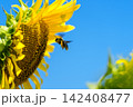 夏を象徴するひまわりの花 142408477